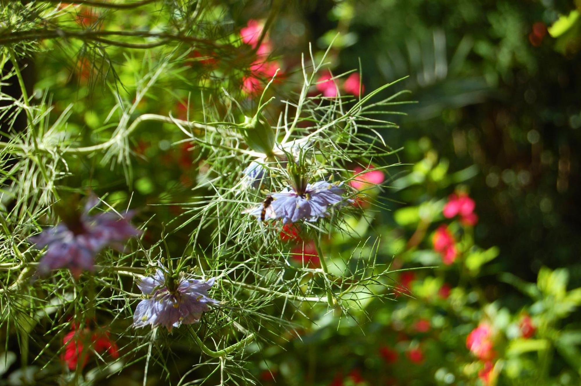 La Bucolique, Chambres Et Jardin D'Hotes Sabran Εξωτερικό φωτογραφία
